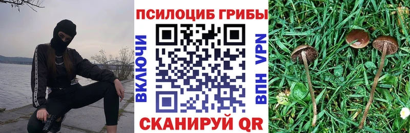 Псилоцибиновые грибы Psilocybe  Купить закладки  Петушки 